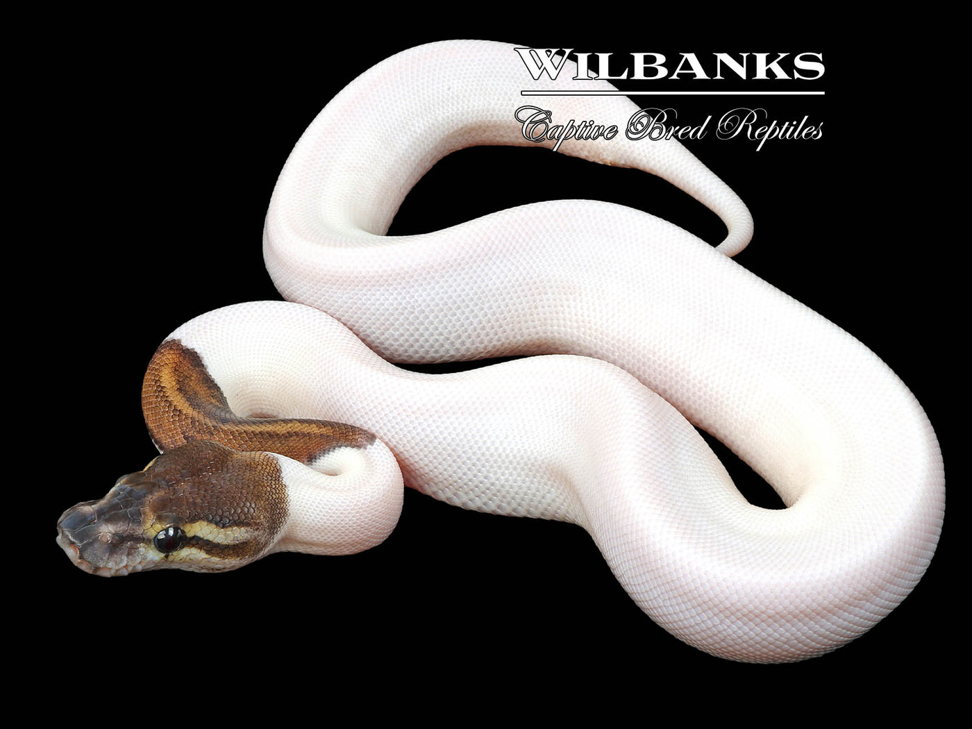 Cinnamon Pied Ball Python♀ '23