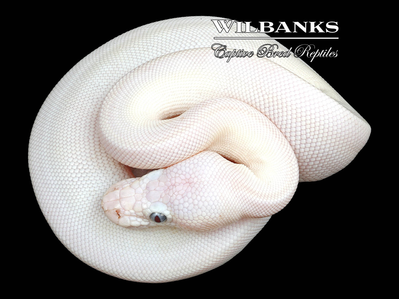 Blue Eyed Leucistic (Lucy) (Mojave Butter) Ball Python ♀ '23