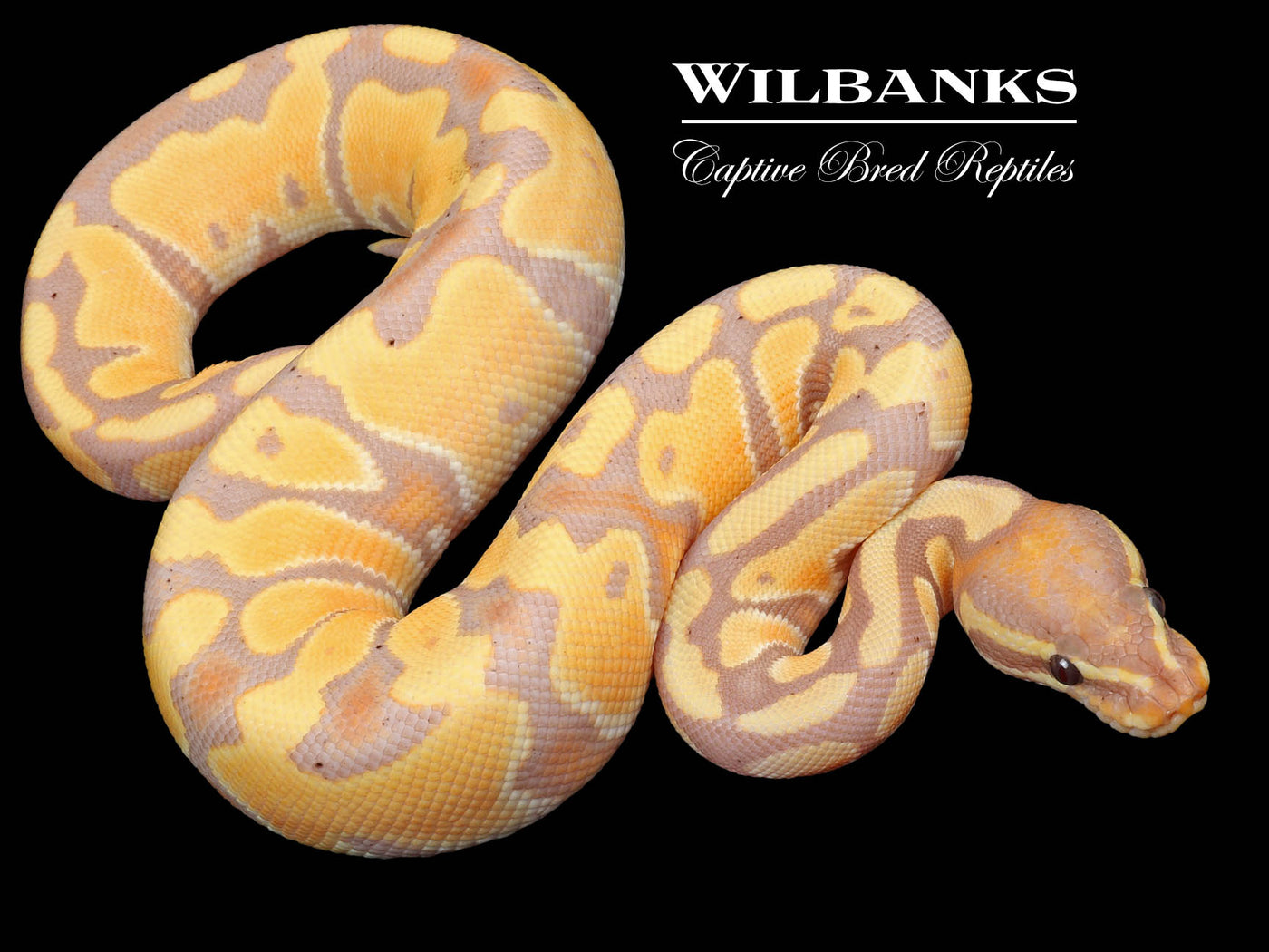 Banana Ball Python ♂ '23