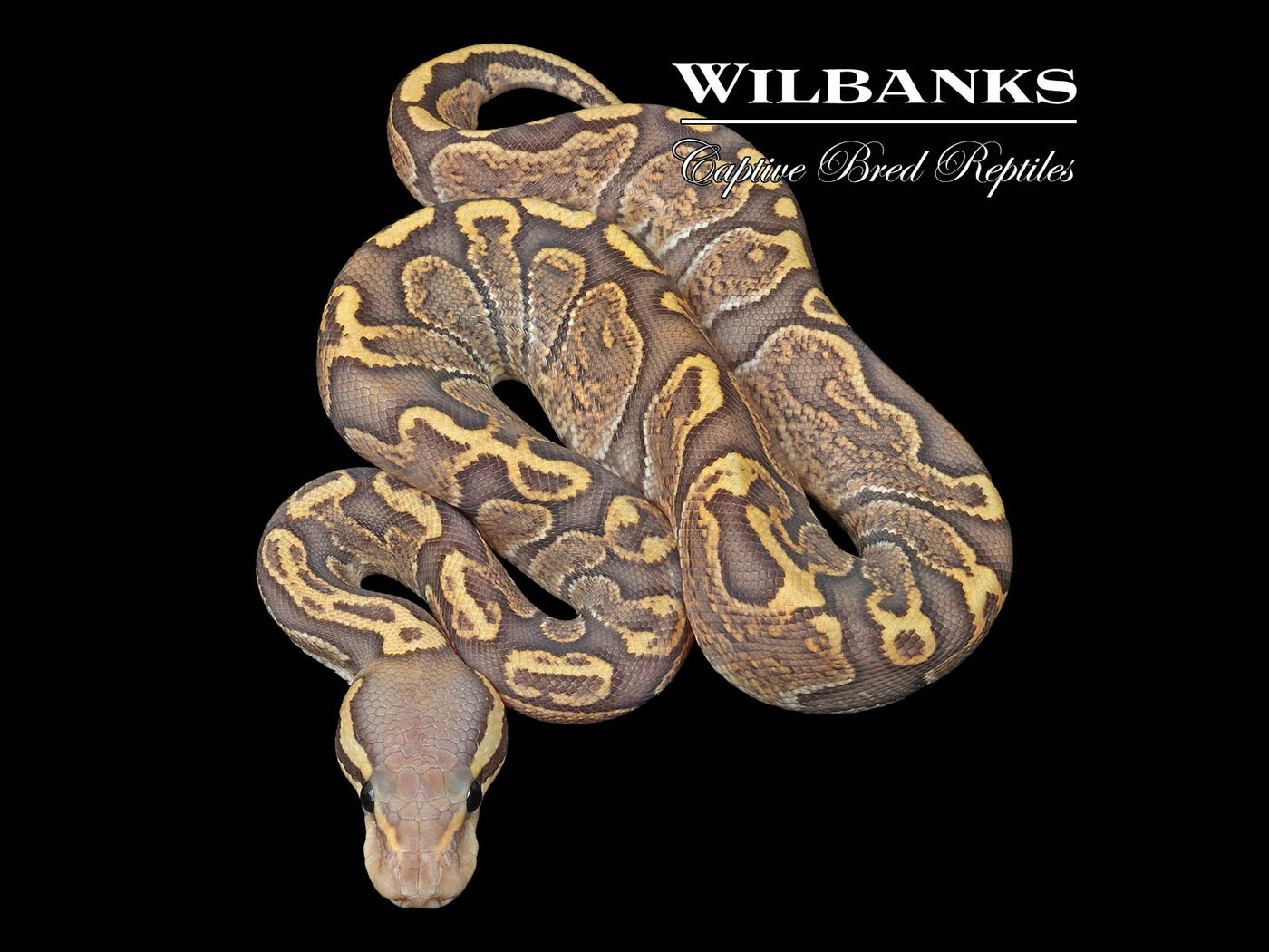 GHI Ghost Ball Python ♀ '23