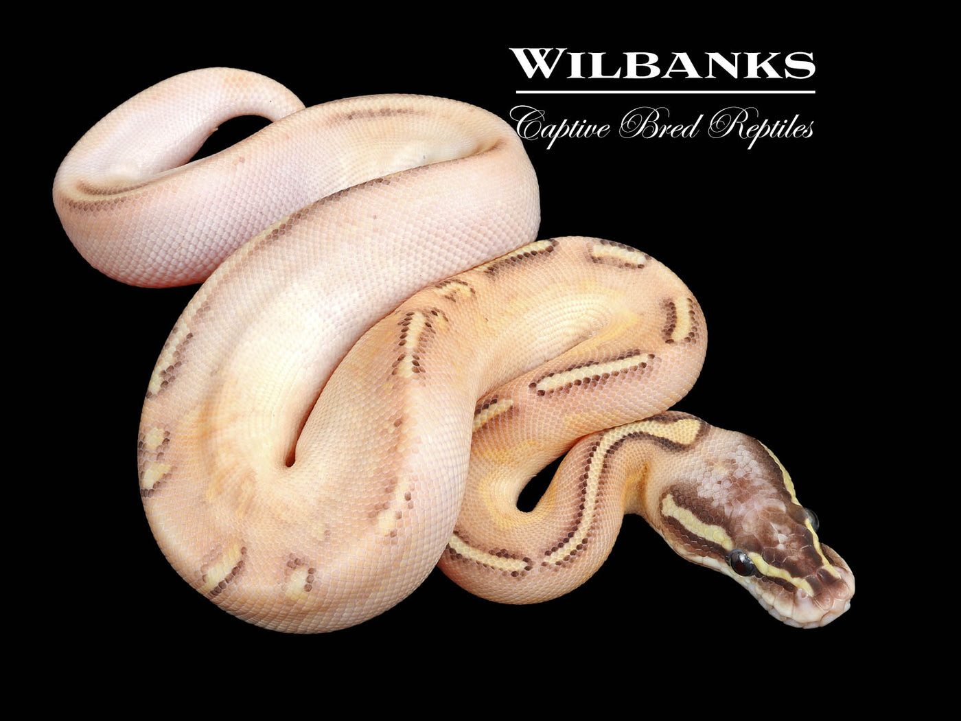 Sugar Freeway Pastel Butter Ball Python ♀ '23