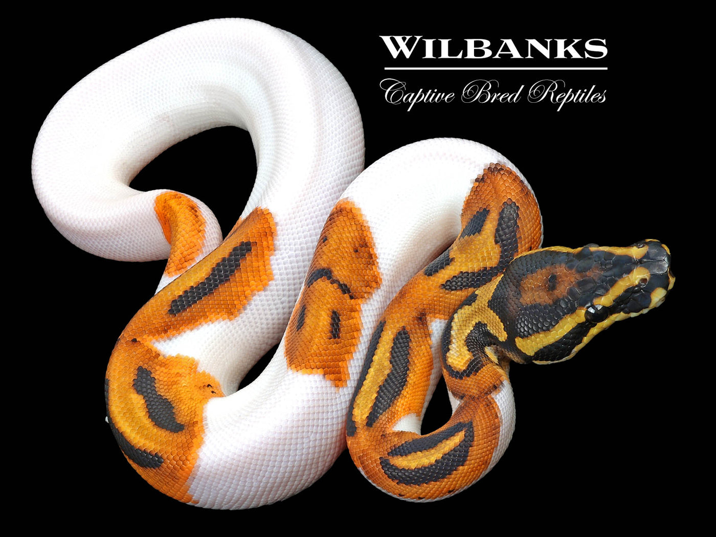 Orange Dream Pied Ball Python ♂ '23