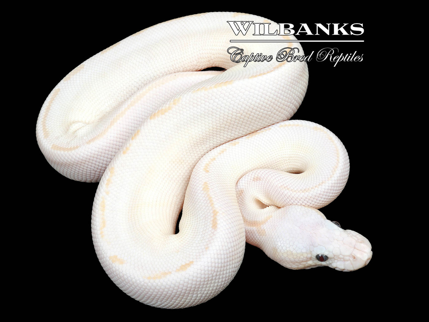 Blue Eyed Leucistic (Lucy) (Special Russo) Ball Python ♂ '23