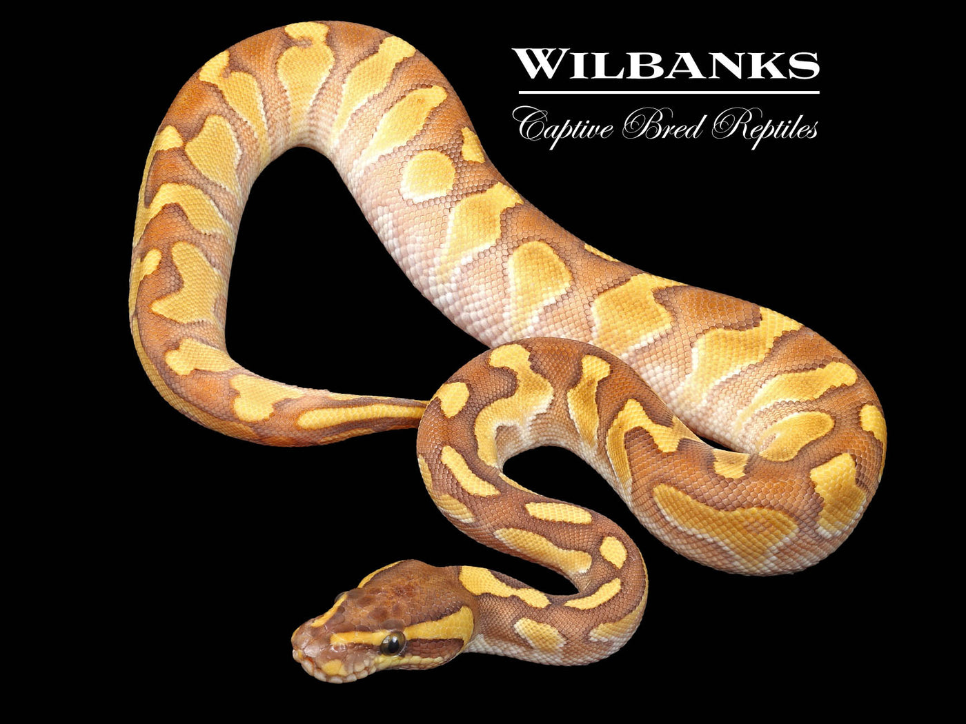Butter Orange Crush Enchi Ball Python ♂ '23