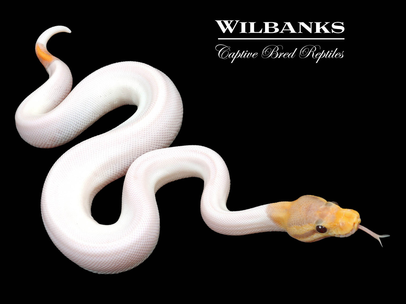 Banana Cinnamon Pied Ball Python ♂ '23