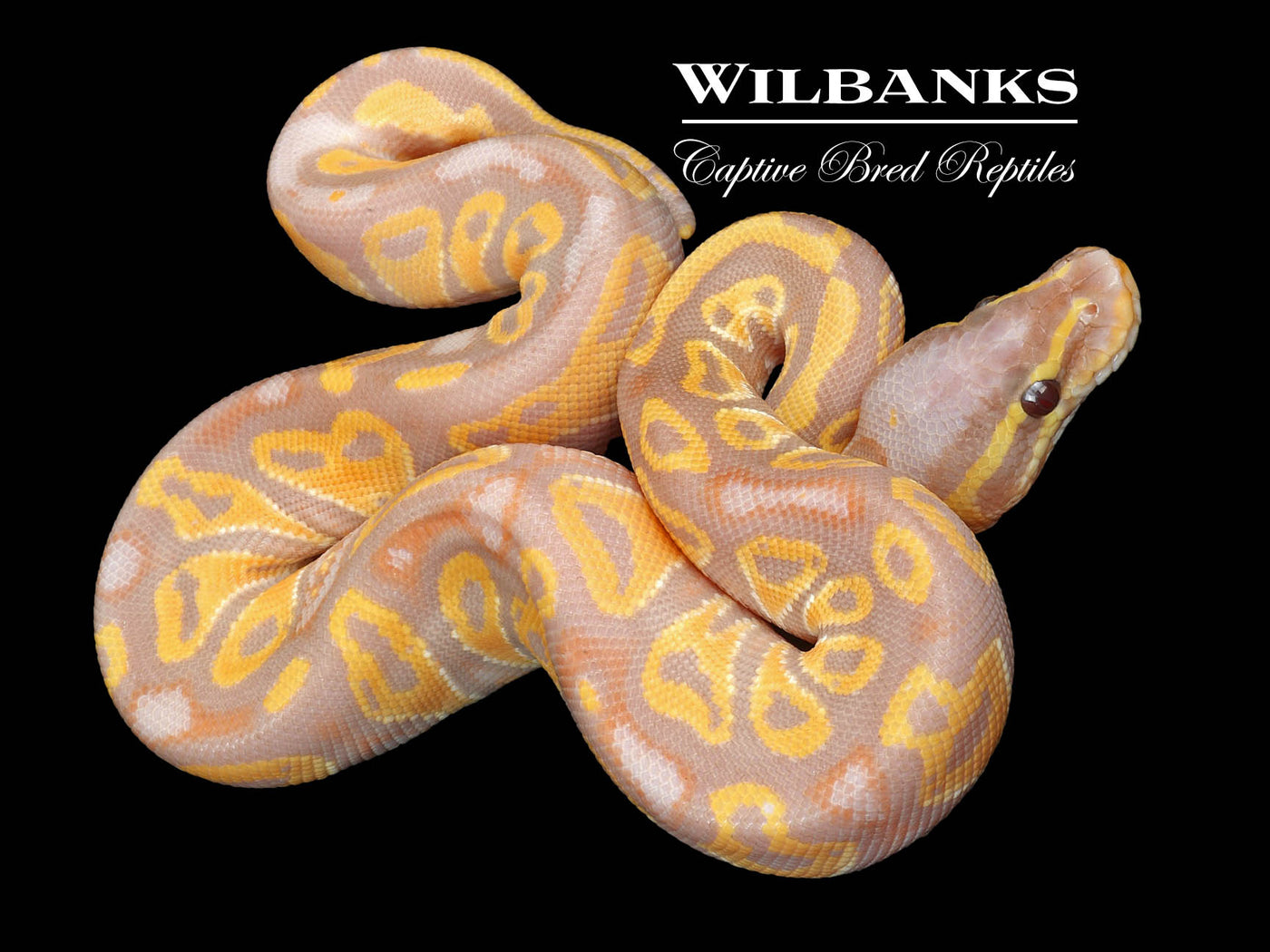 Banana Blackhead 100% Het. Lavender Albino Ball Python ♀ '23