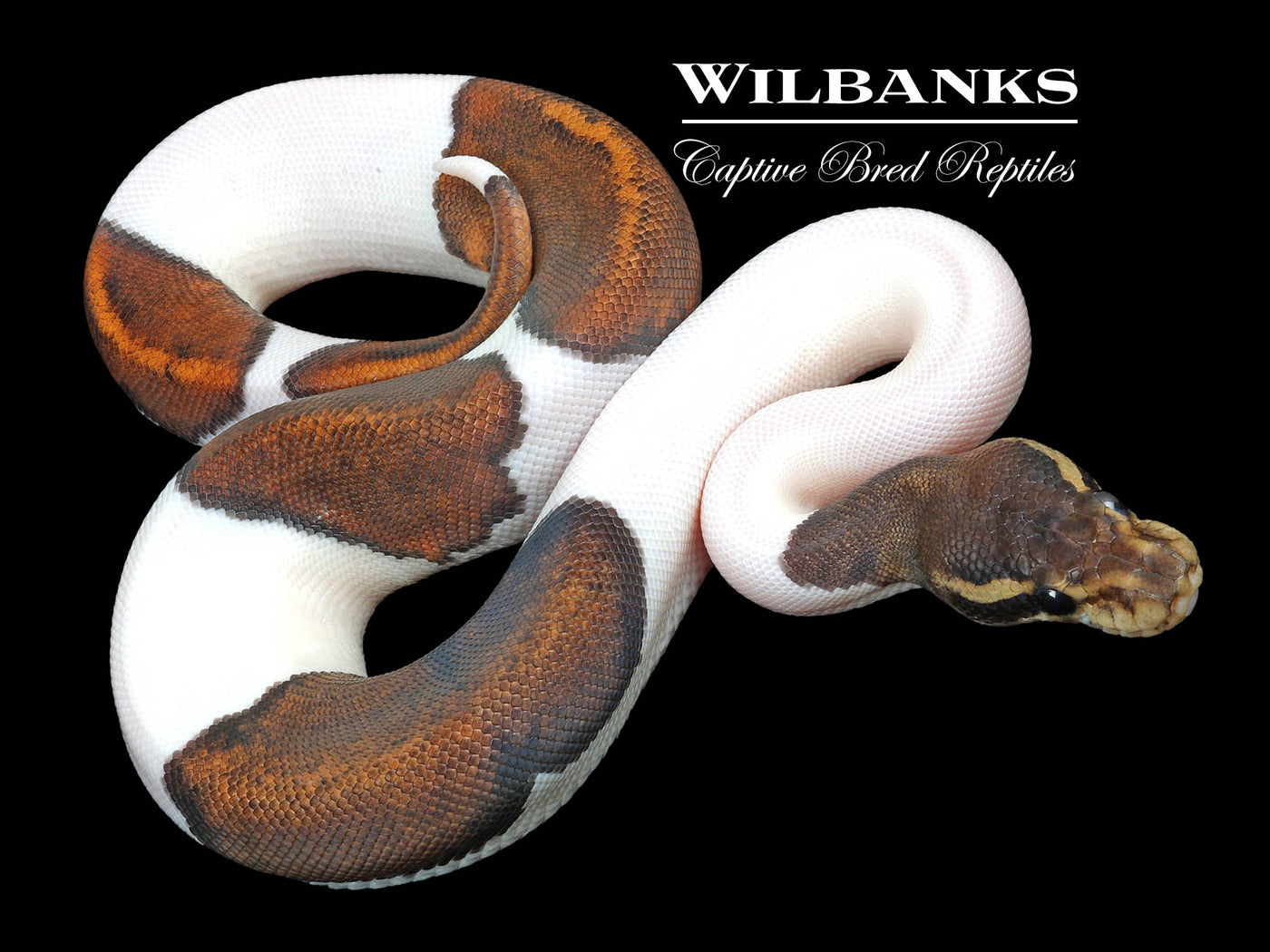 Mahogany Black Pastel Pied Ball Python ♀ '23