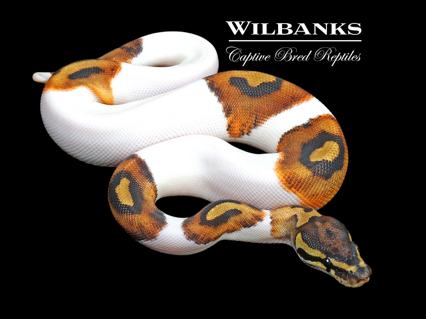 Pied Ball Python ♂ '23