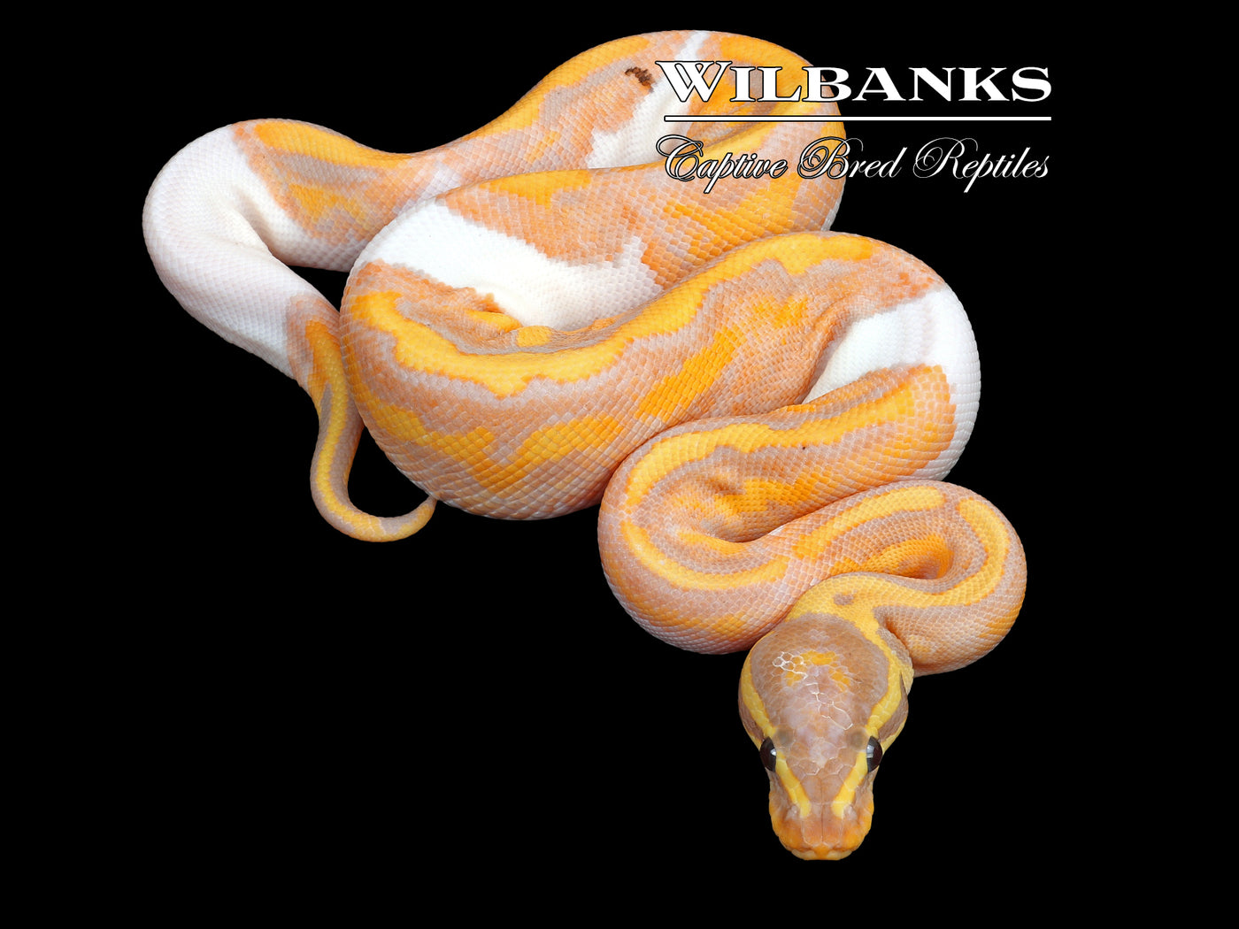 Banana Pied Ball Python ♂ '23