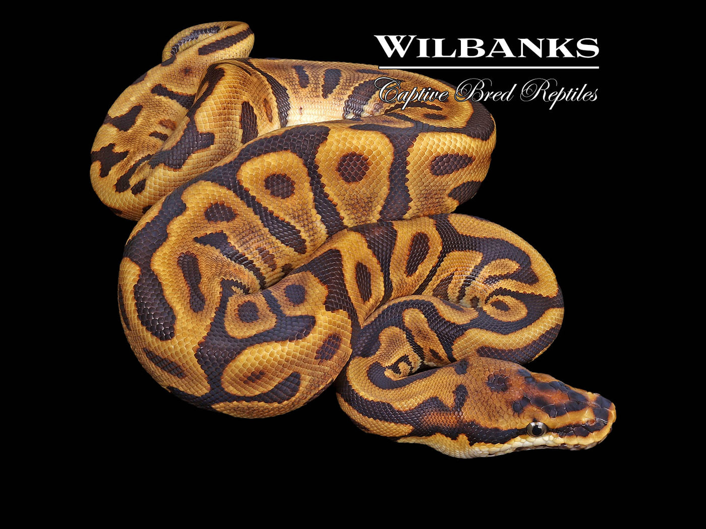 Spotnose Enchi Leopard 100% Het. Clown Ball Python ♀ '23