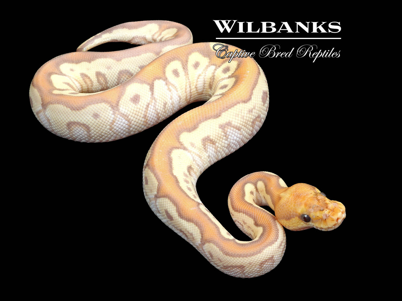 Banana Mojave Clown Ball Python ♂ '23