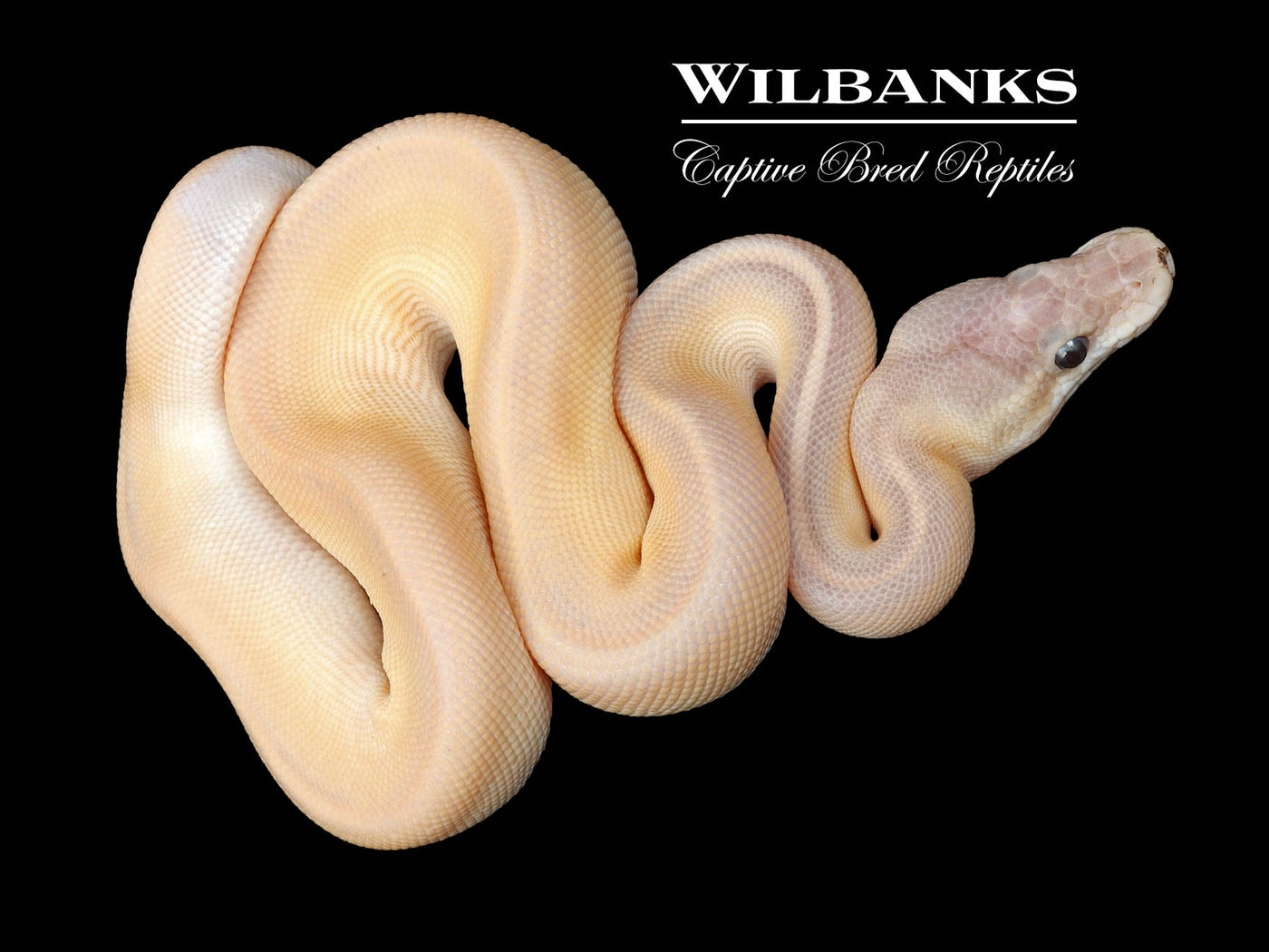 Banana Nuclear Blackhead Cinnamon Ball Python ♂ '23