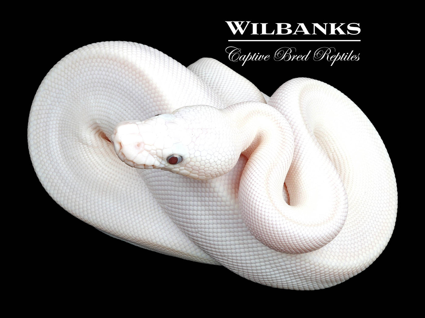 Blue Eyed Leucistic (Lucy) (Mojave Butter) Ball Python ♀ '23