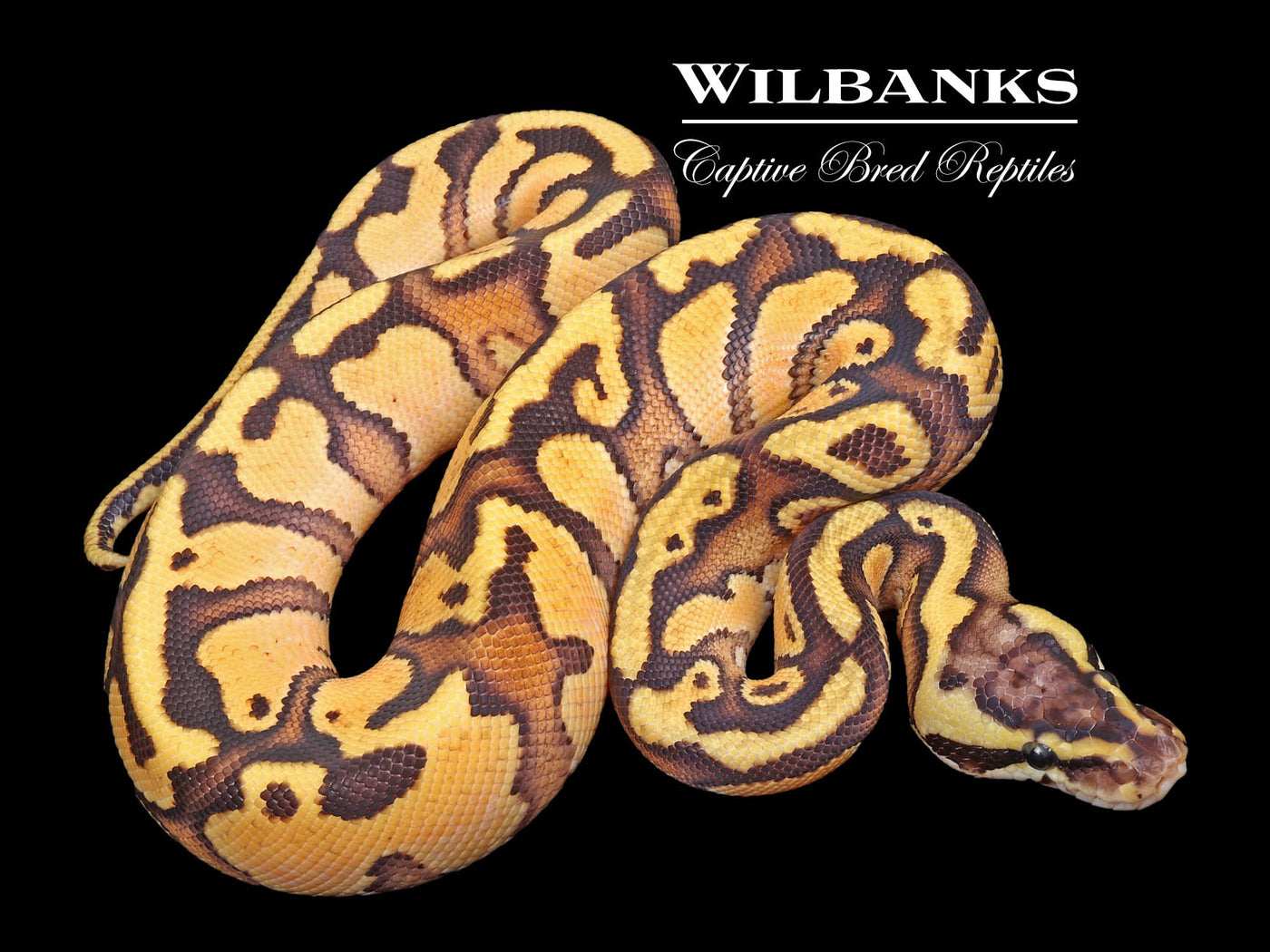 Pastel Enchi Vanilla Ball Python ♂ '23