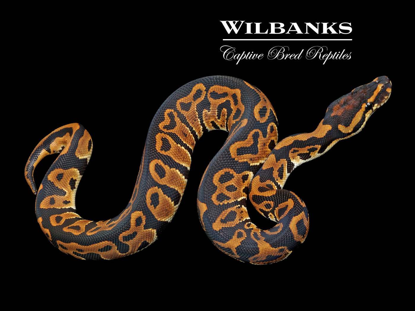 Leopard 100% DH Lavender Clown Ball Python ♂ '23