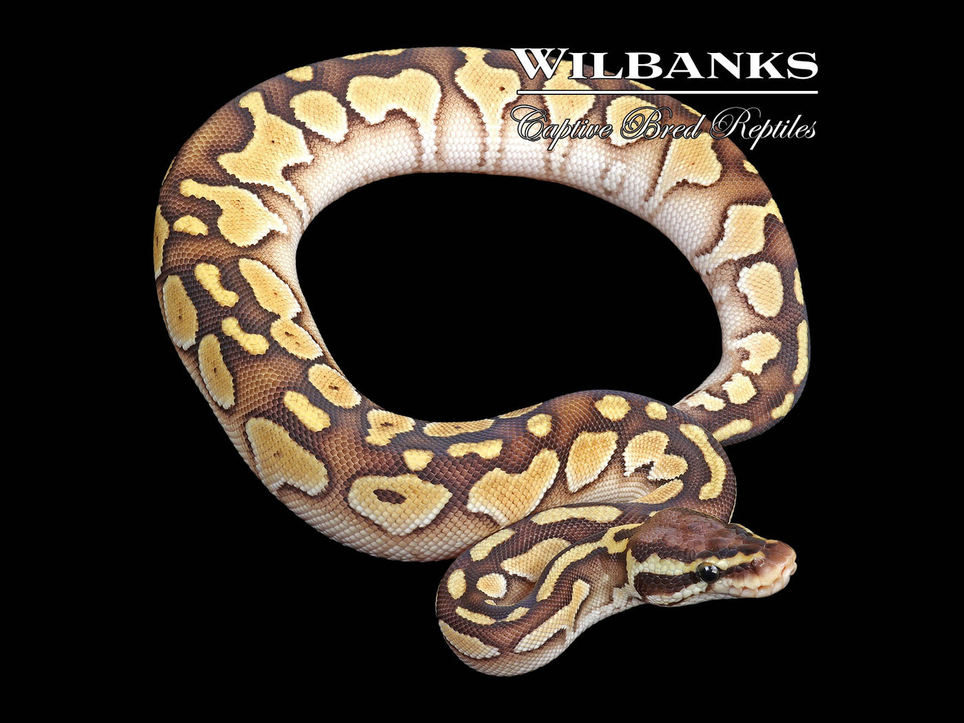 Pastel Butter Ball Python ♀ '23