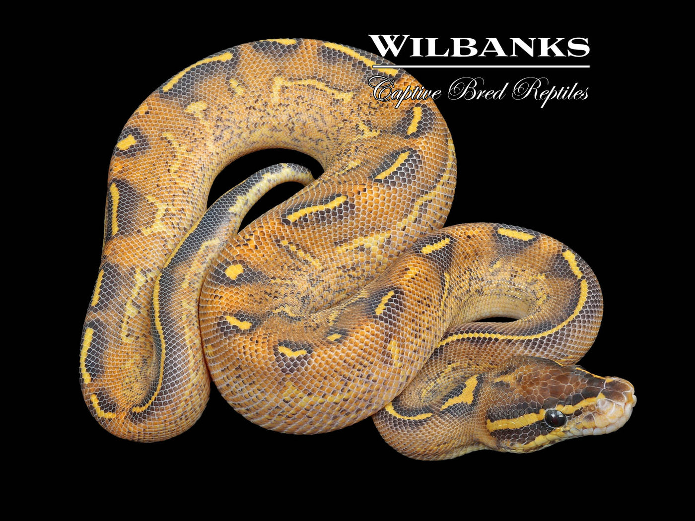 Freeway Ball Python ♂ '23