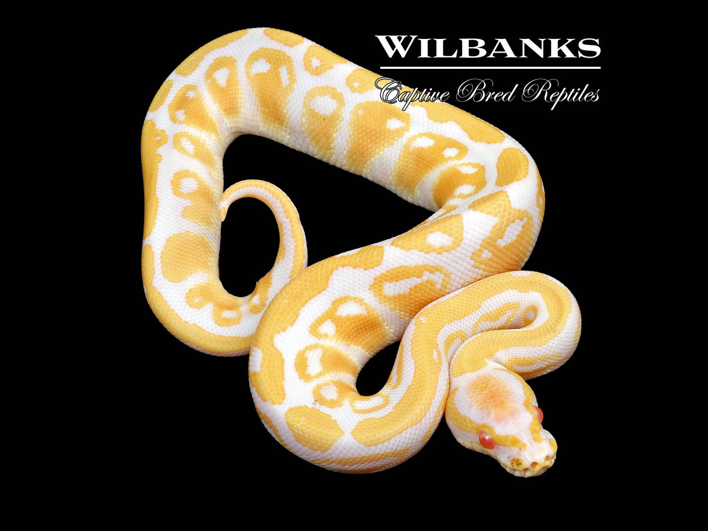 Albino 100% Het. Pied Ball Python ♂ '23
