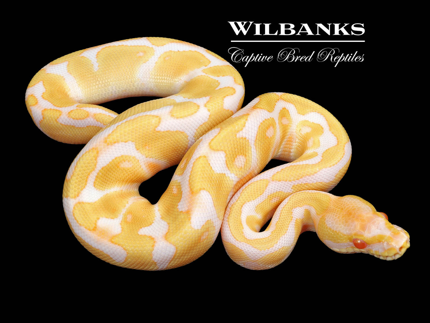 Albino Enchi 100% Het. Pied Ball Python ♂ '23