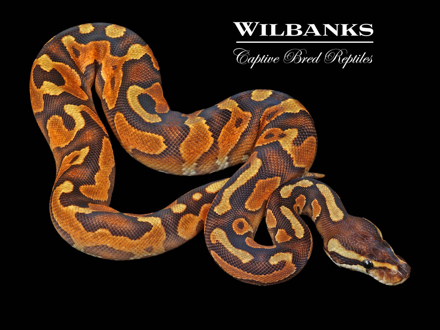 Cinnamon Enchi Yellow Belly Ball Python ♀ '23