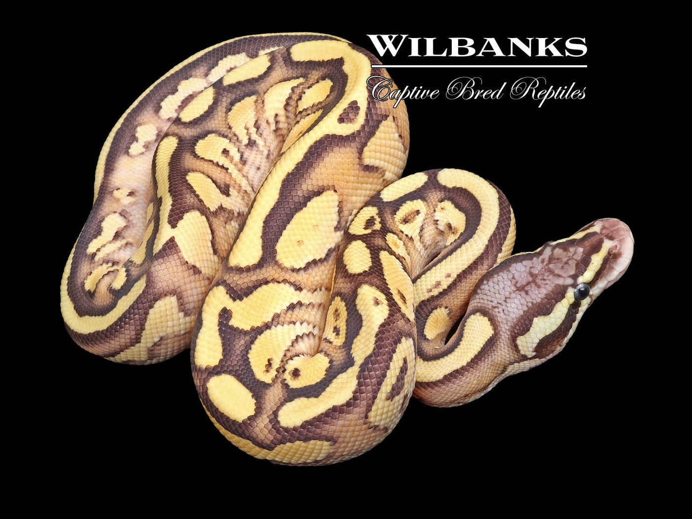 ButterFly Yellow Belly Ball Python ♂ '23