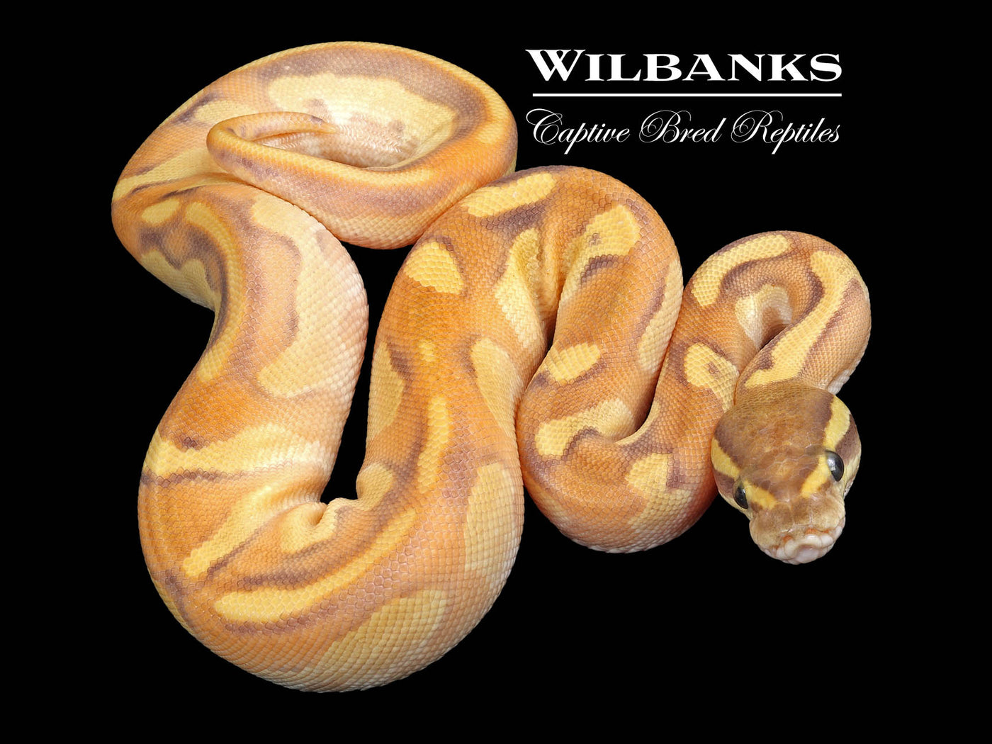 Banana Nuclear Enchi Ball Python ♀ '23