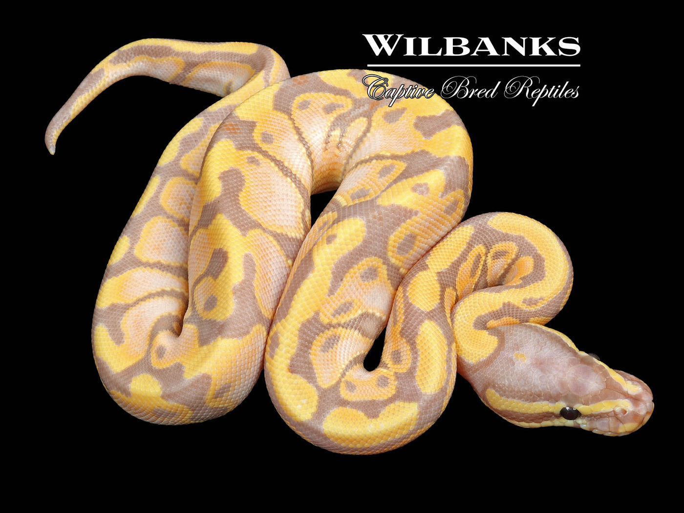 Banana Ball Python ♀ '23