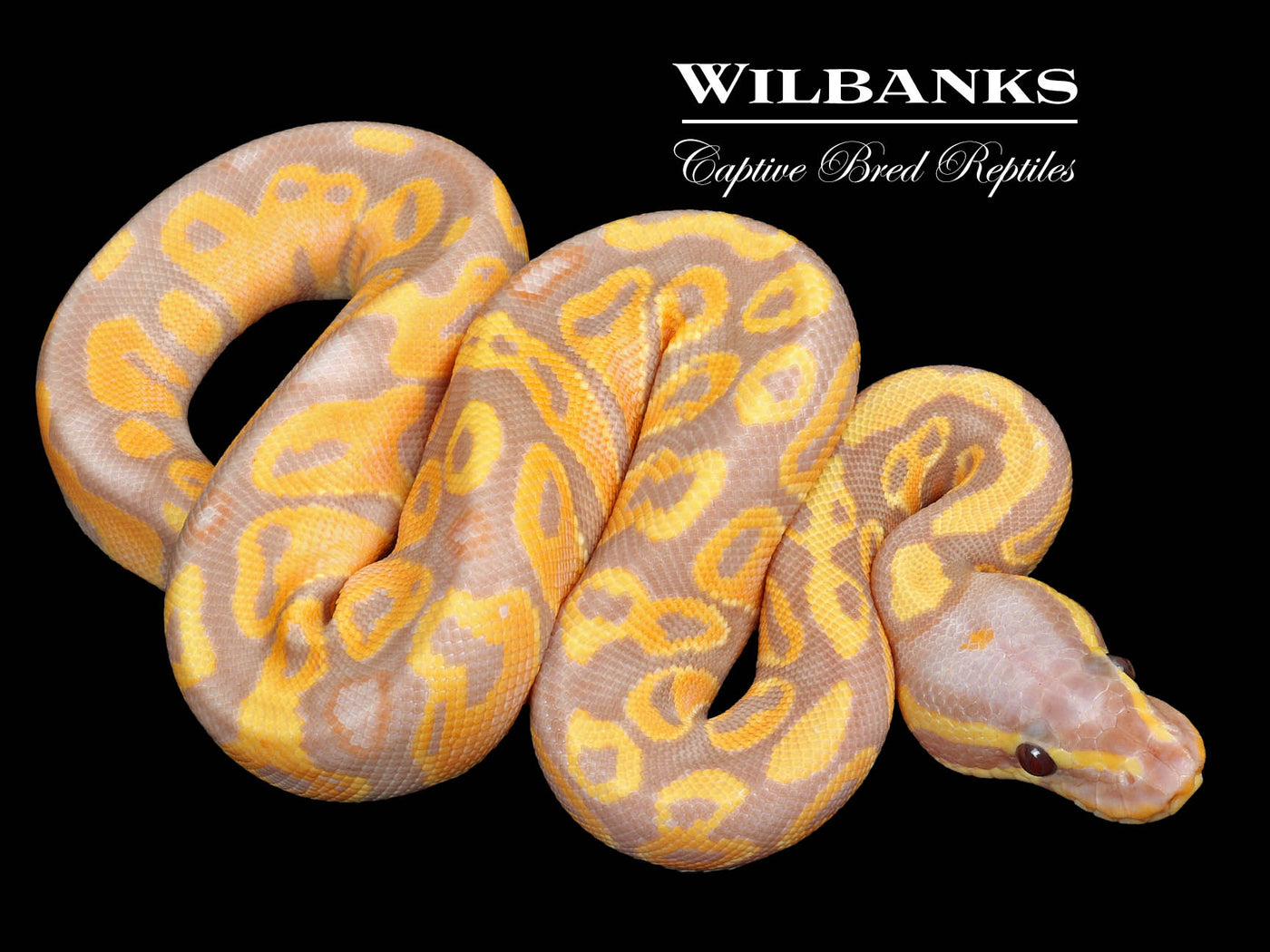 Banana 100% Het. Lavender Albino Ball Python ♀ '23