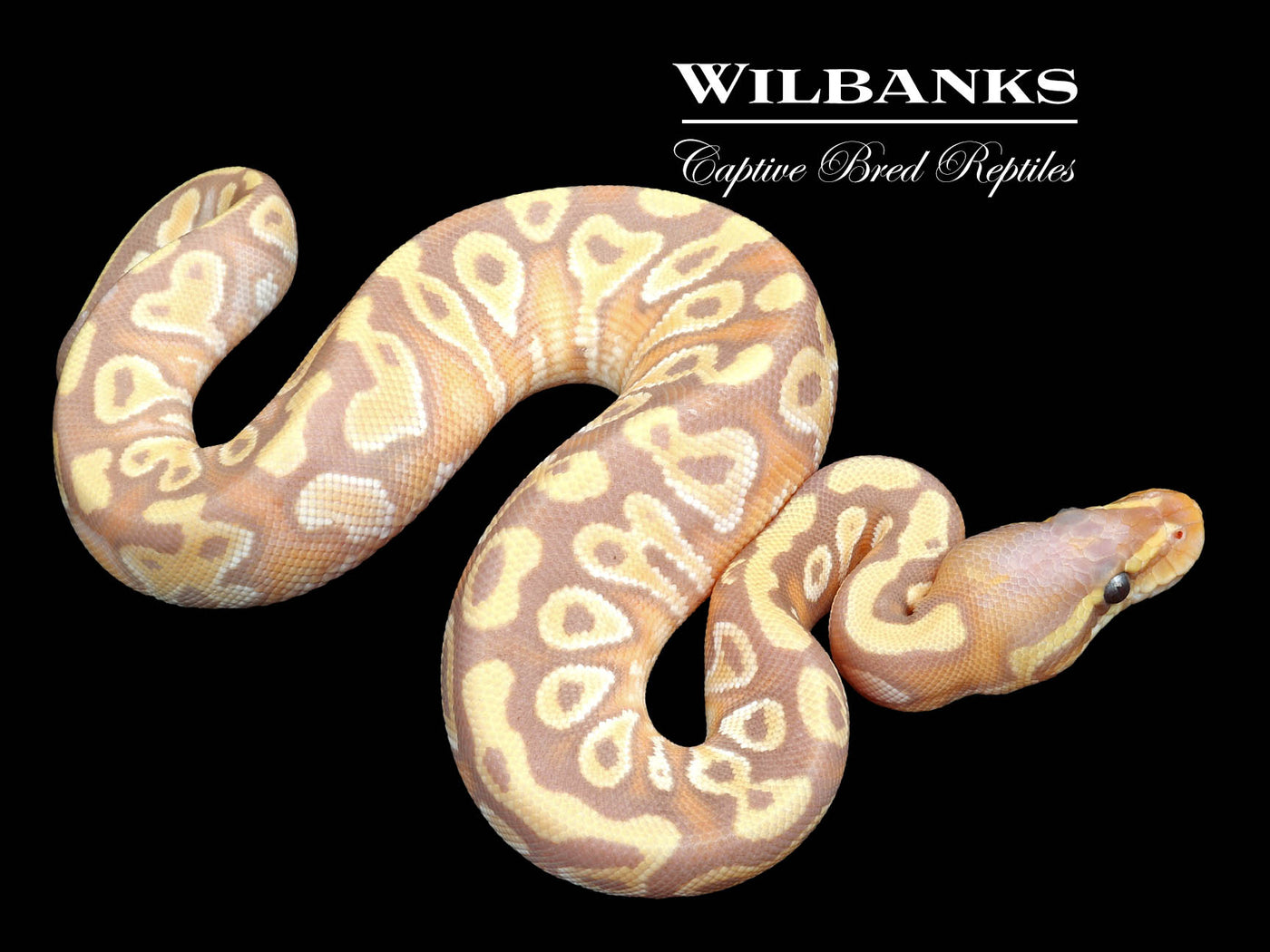 Banana Mojave Ball Python ♀ '23