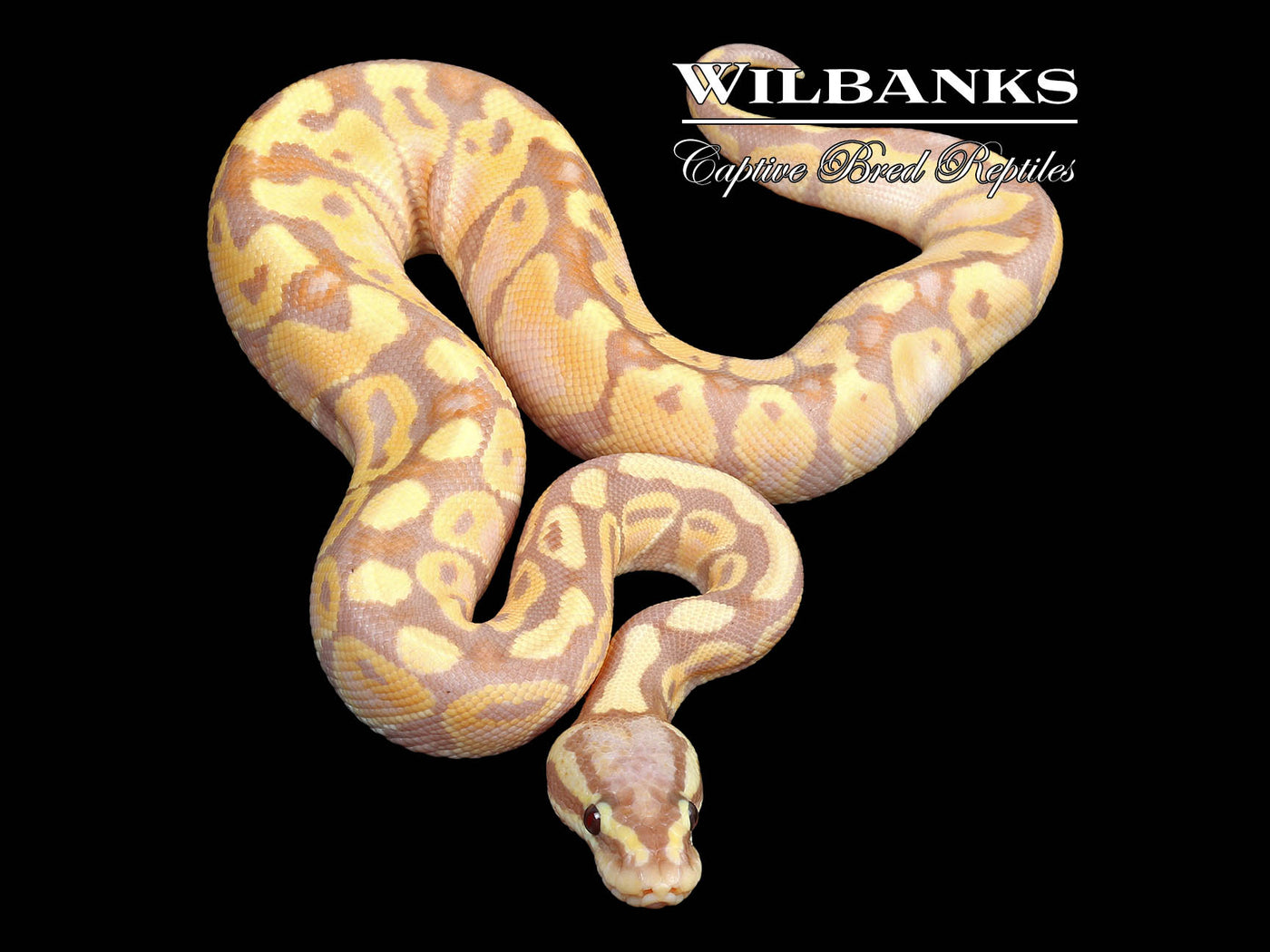 Banana Pastel 100% Het. Sunset Ball (Female Maker) Python ♂ '23