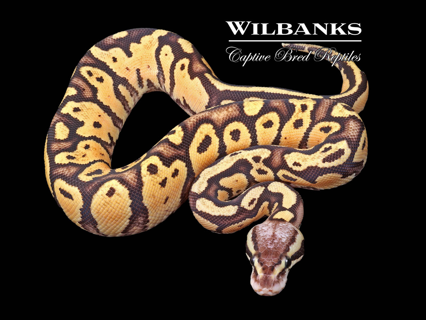 FireFly Ball Python ♀ '23