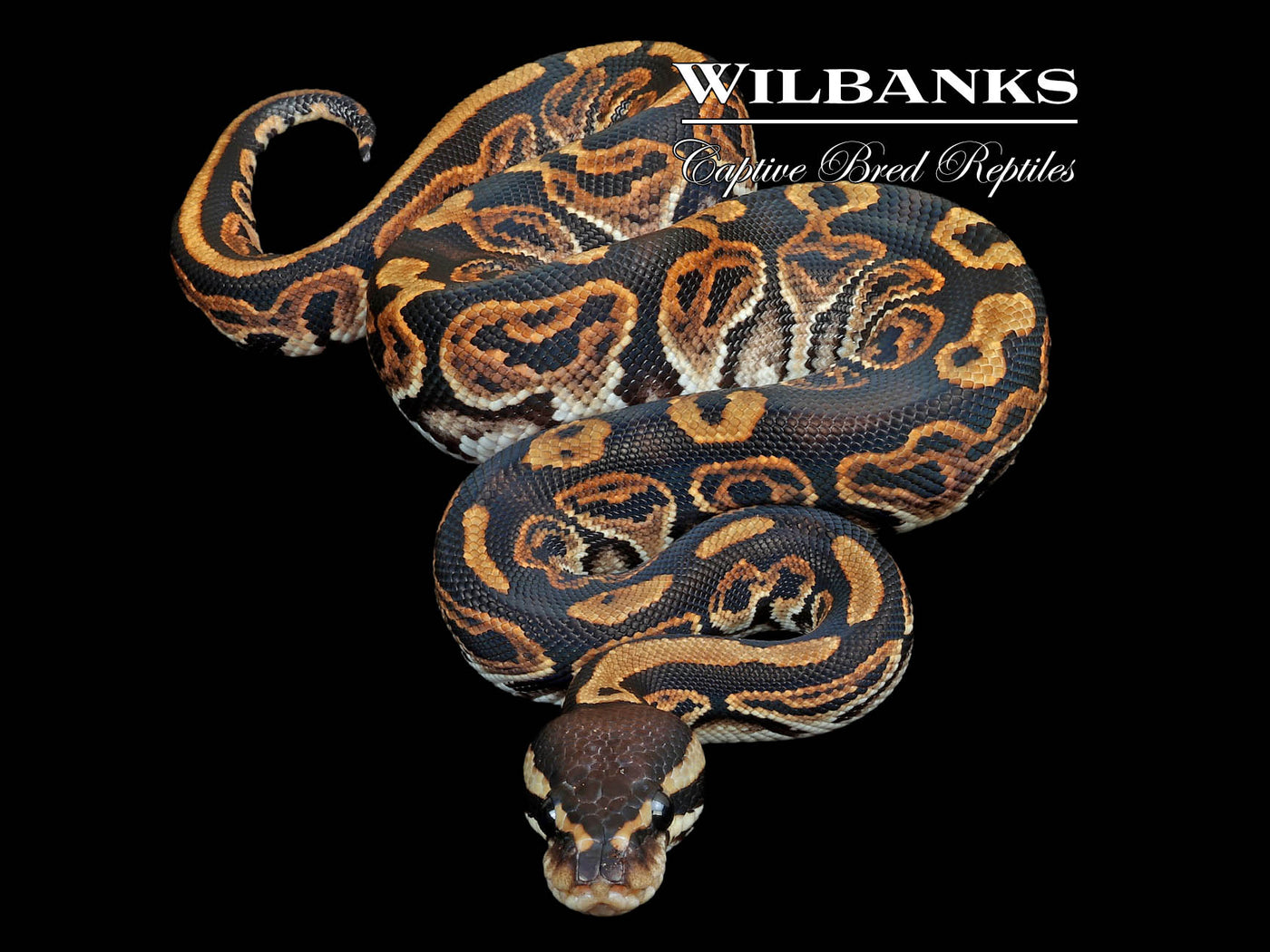 Black Pastel Ball Python ♂'23