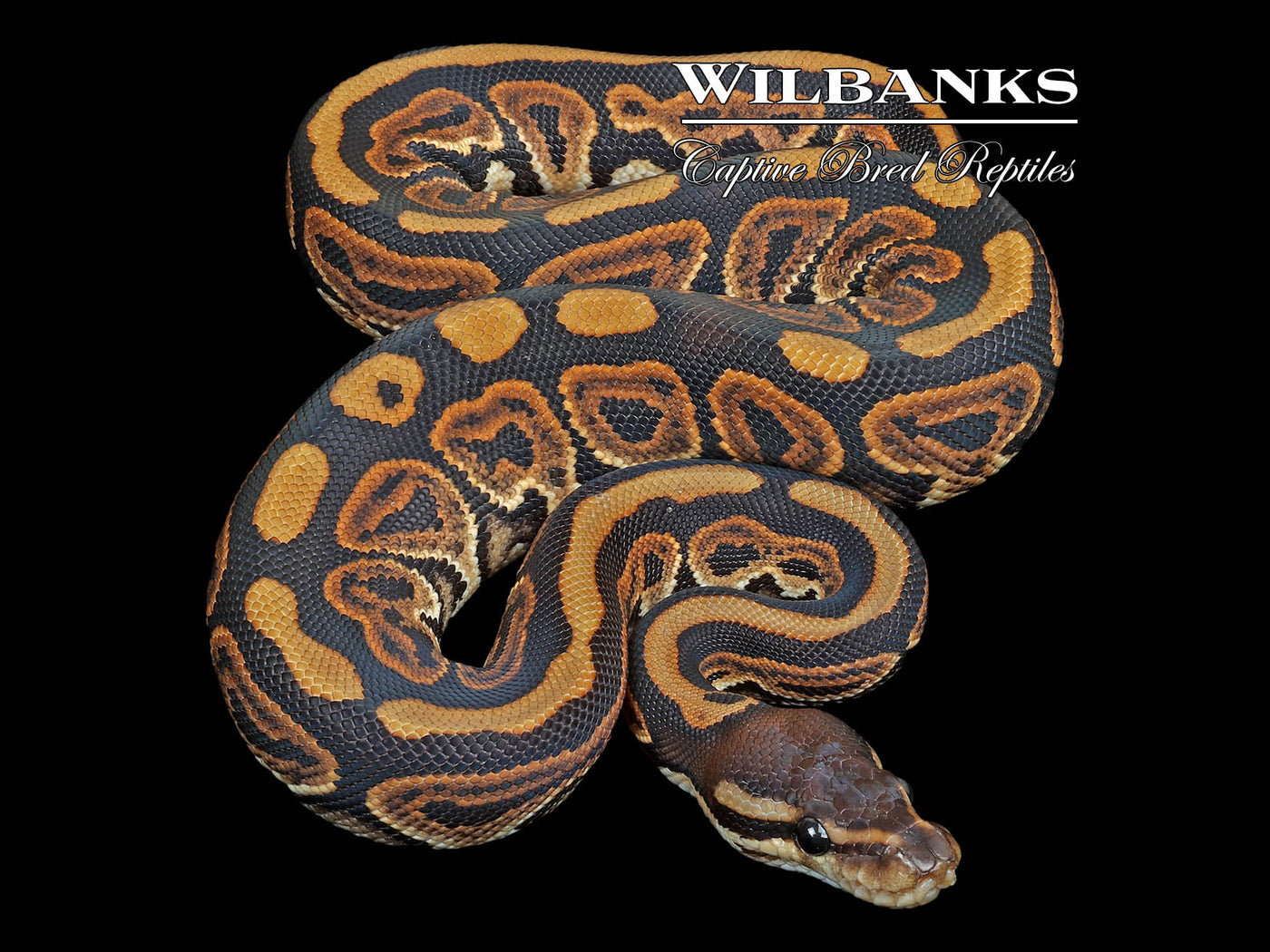 Black Pastel Ball Python ♂'23