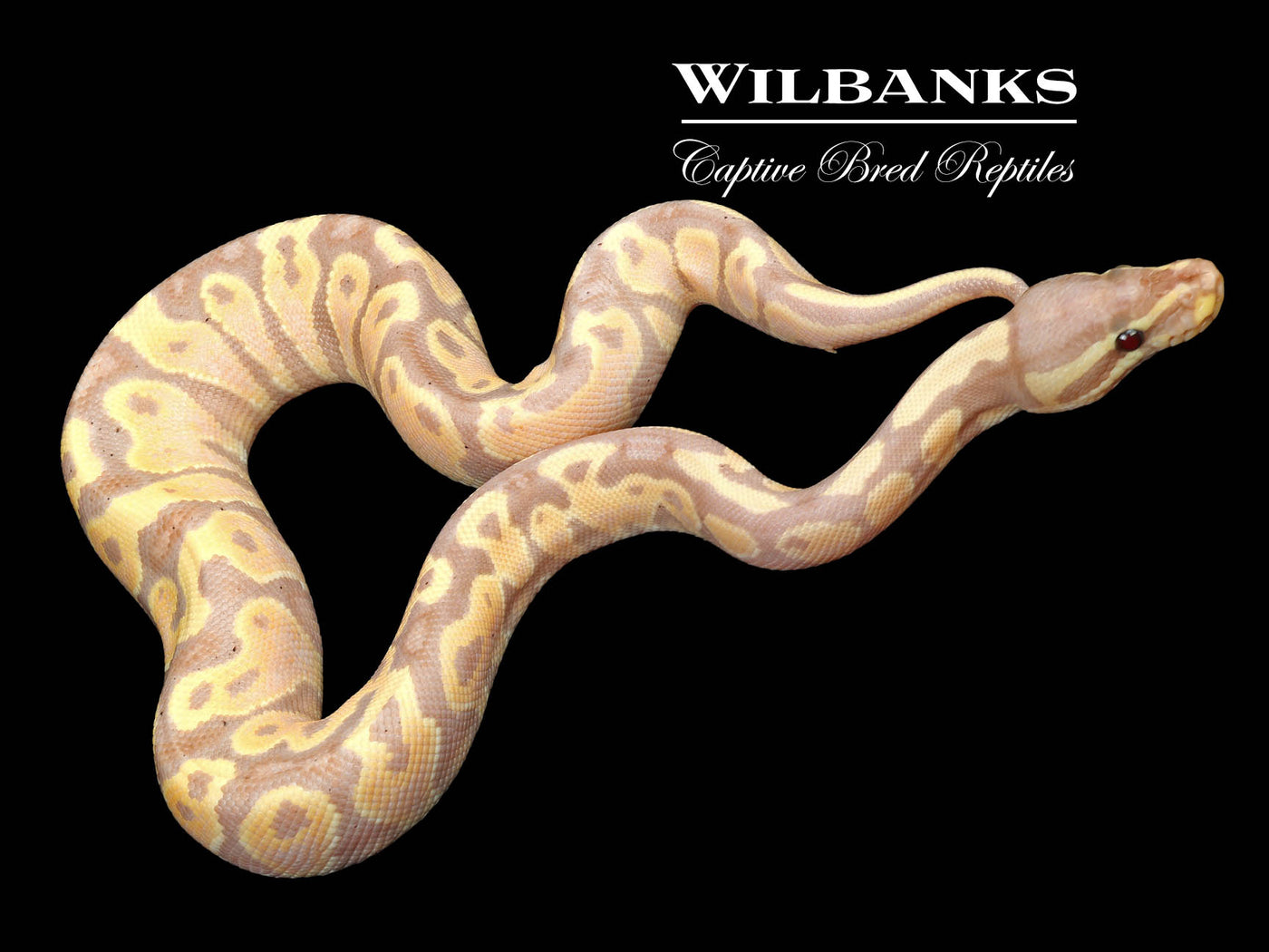 Banana Yellow Belly Ball Python ♂ '23 Wilbanks Captive Bred Reptiles