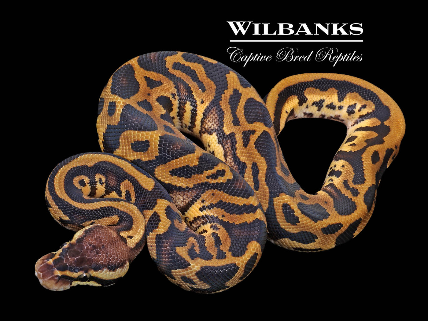 Pastel Leopard Ball Python ♂ '23