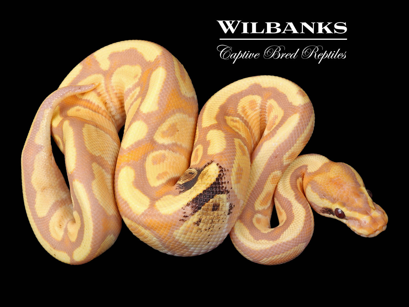 Paradox Banana Ball Python ♂ '23