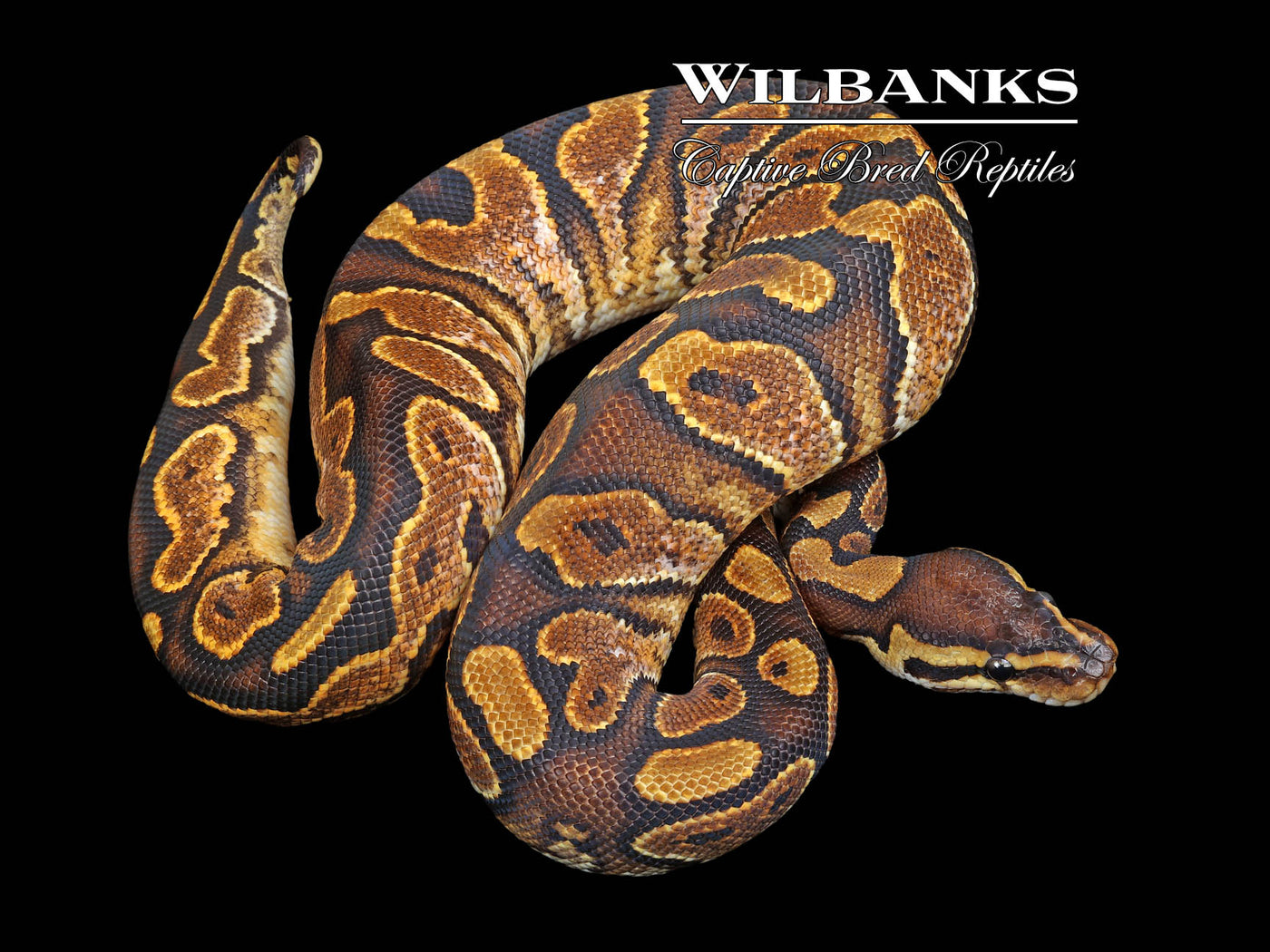 Sugar 100% Het. Clown 50% PH Genetic Stripe Ball Python ♂ '23