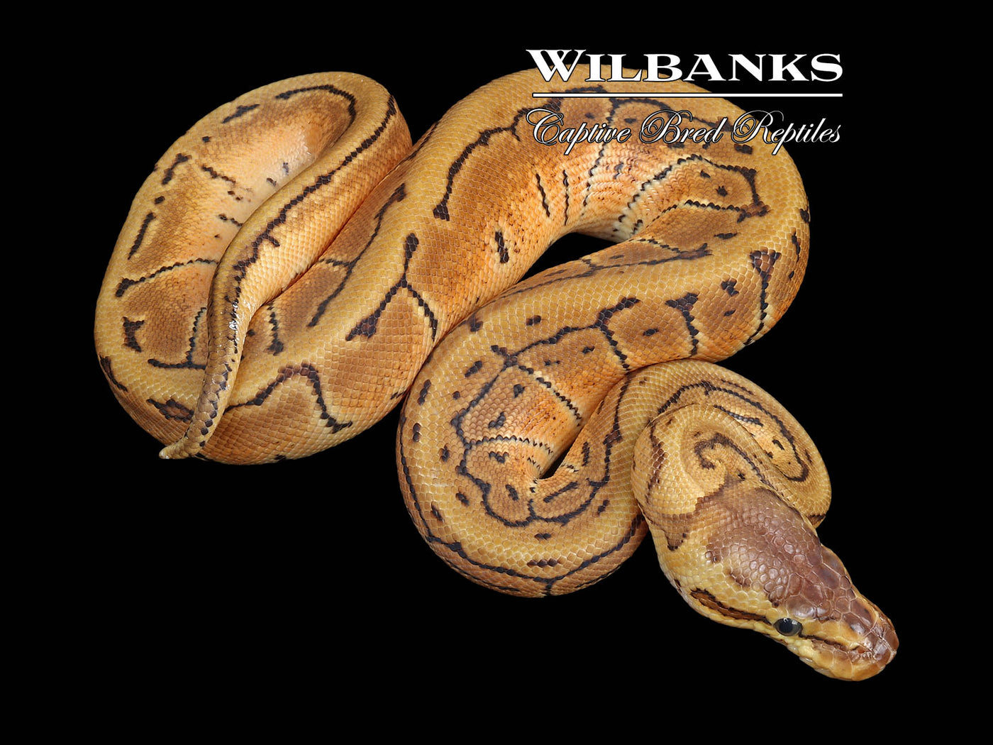 Lemon Blast 100% Het. Pied Ball Python ♂ '23