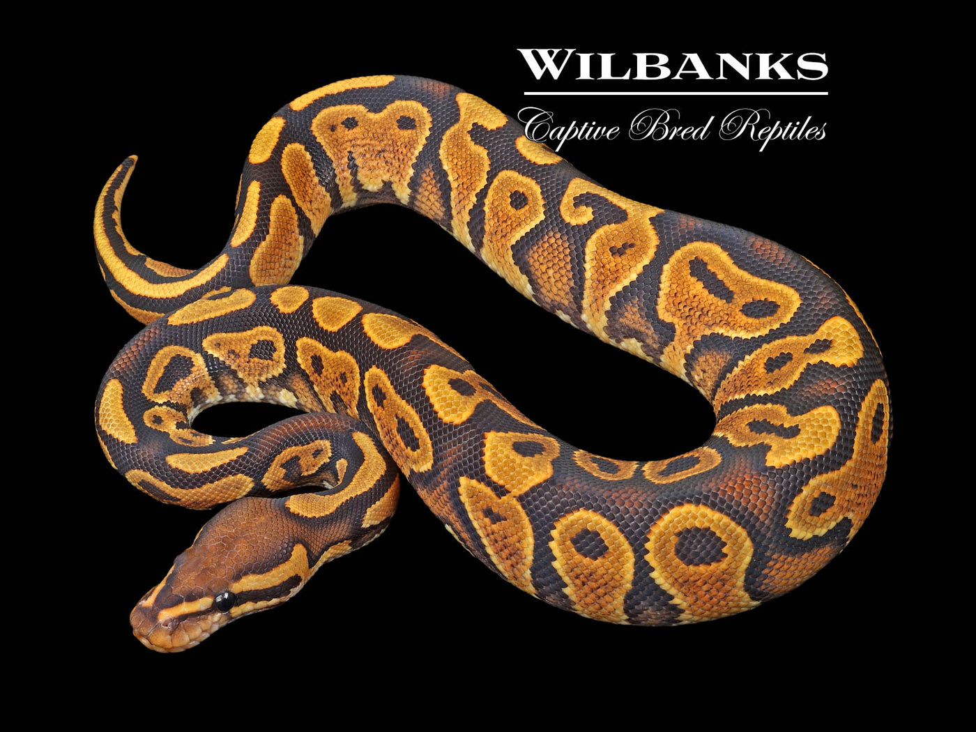 Orange Crush Yellow Belly Ball Python ♂ '23