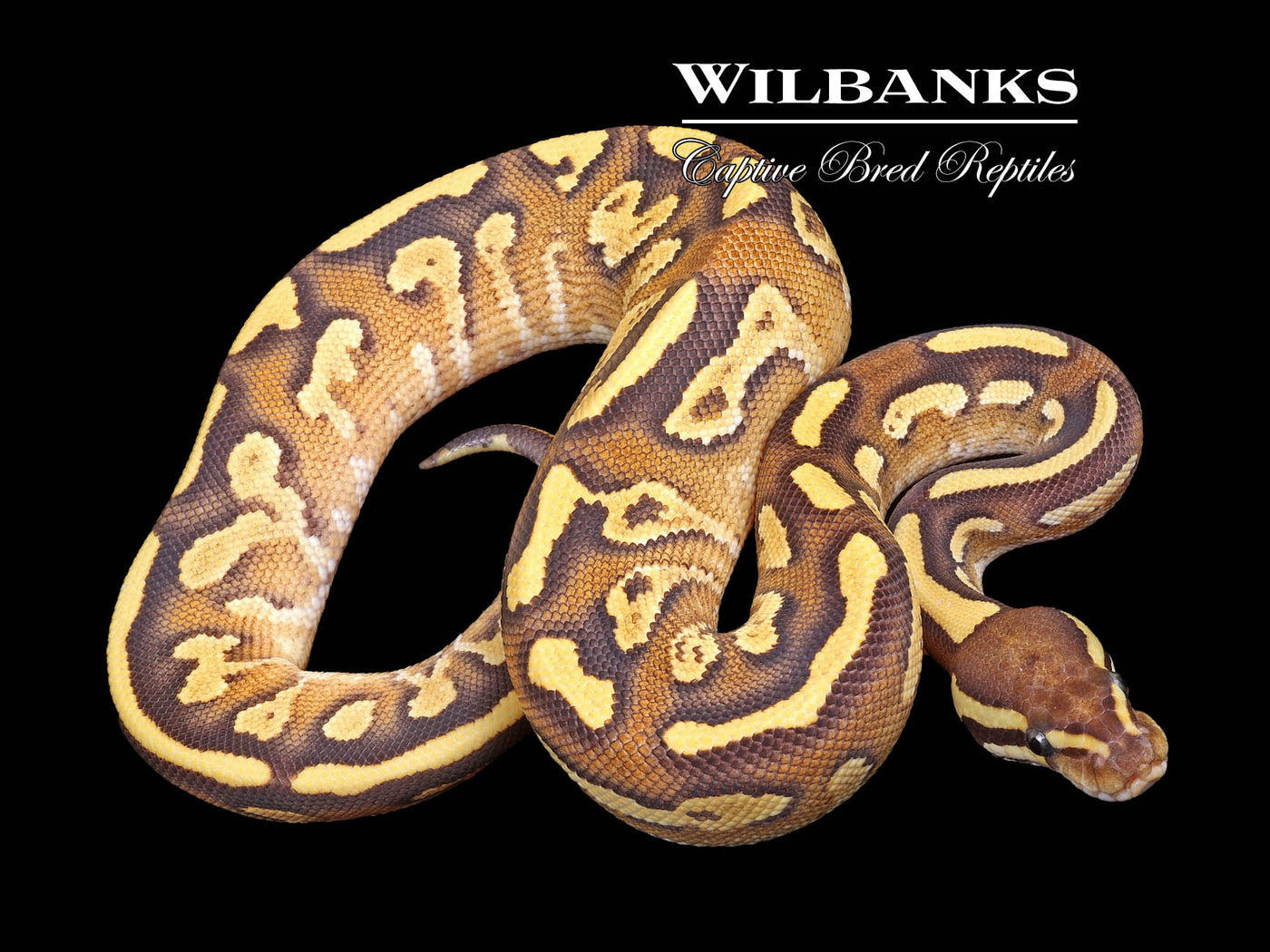 Mojave Fire Yellow Belly 100% Het. Orange Crush Ball Python ♀ '23