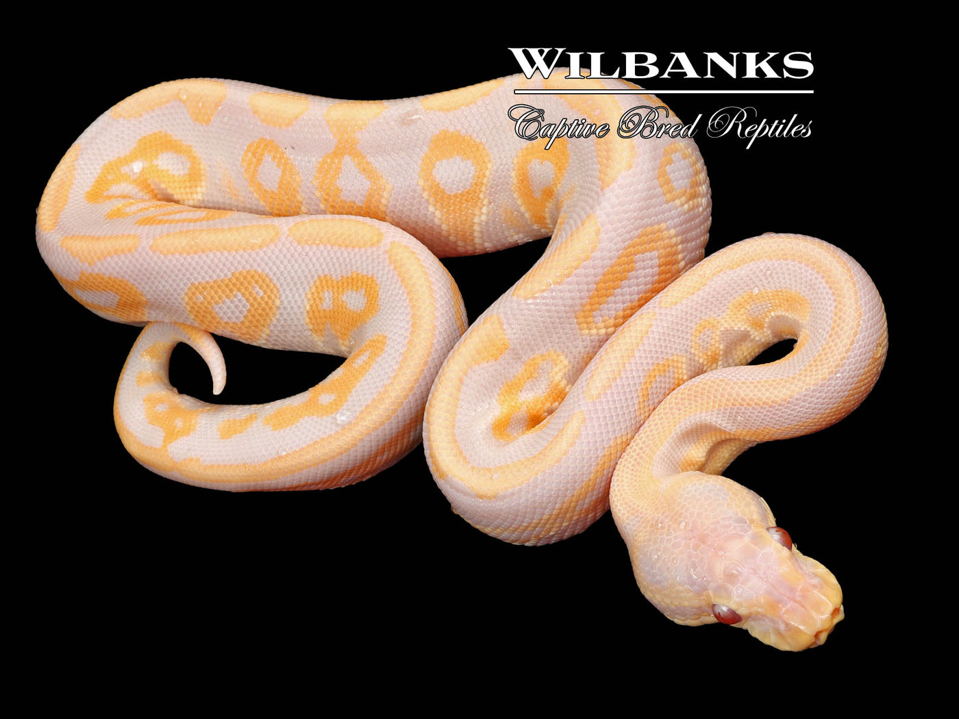 Cinnamon Candy Ball Python ♂ '23