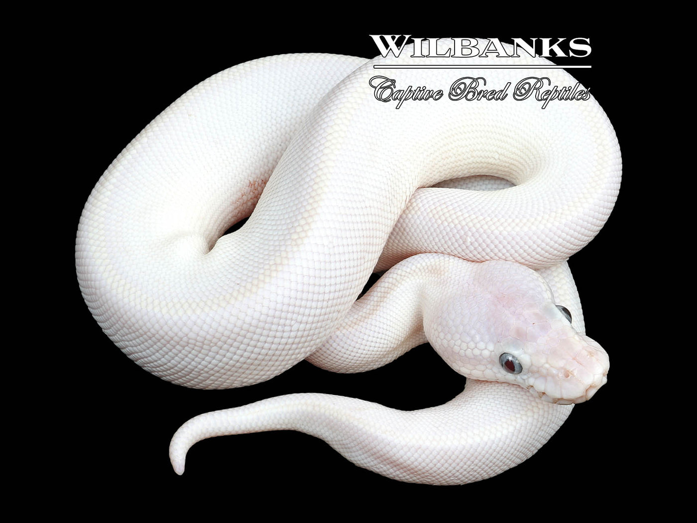 Blue Eyed Leucistic (Lucy) (Mojave Russo) Ball Python ♂ '23