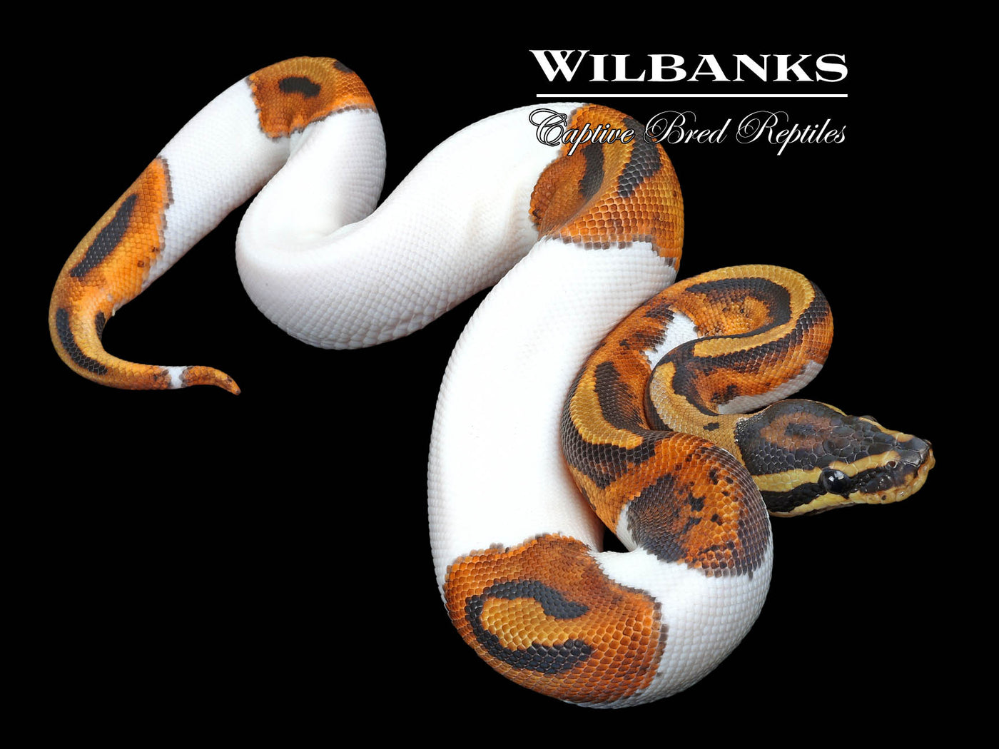 Pied Ball Python ♂ '23