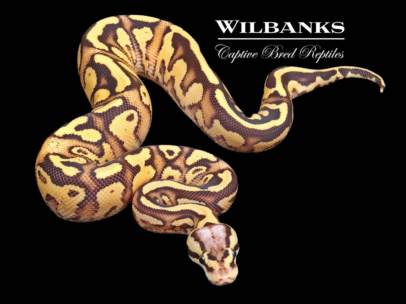 Firefly Yellow Belly 100% Het. Clown Ball Python ♂ '23
