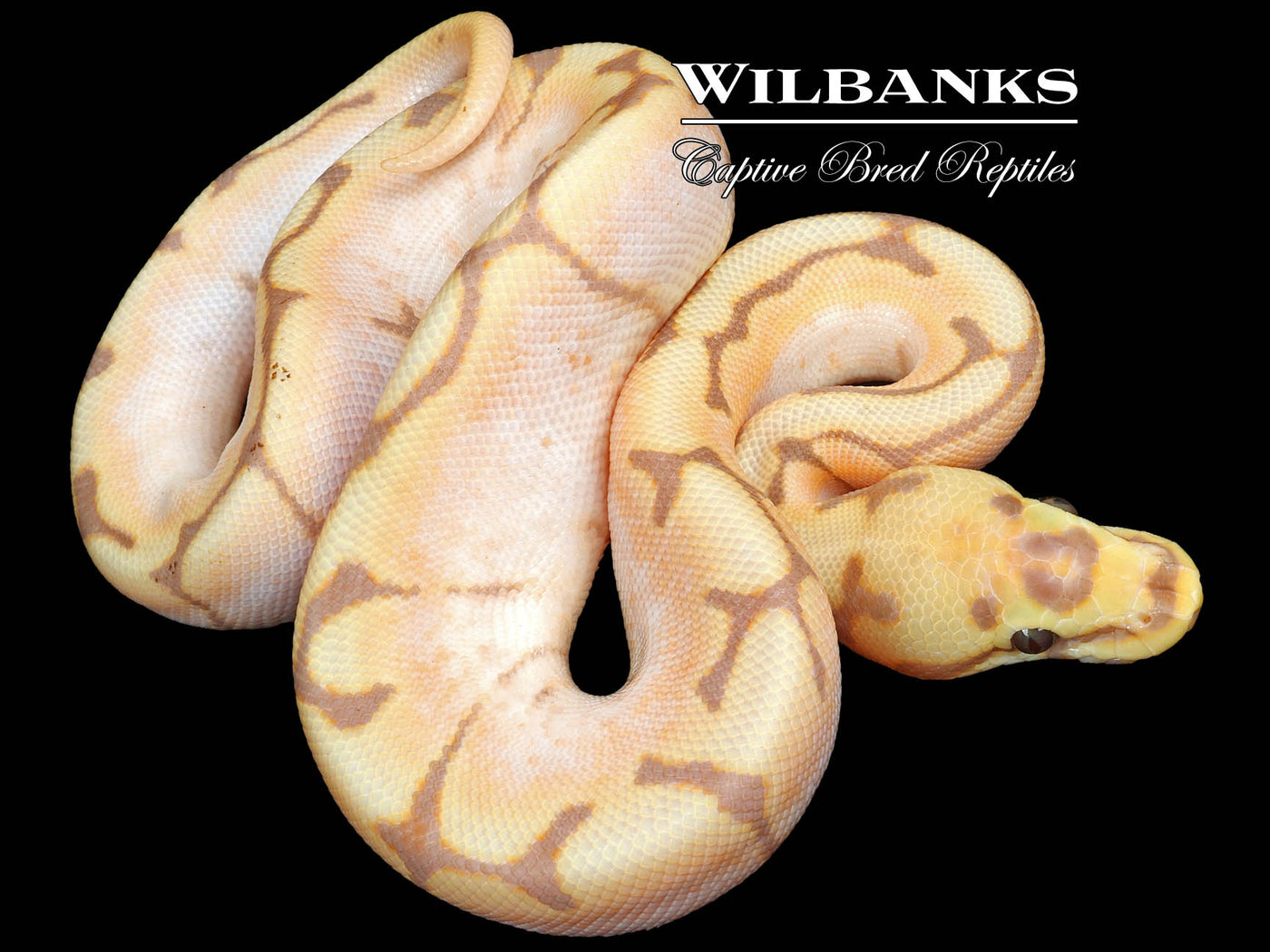 Banana Spider Ball Python ♂ '23