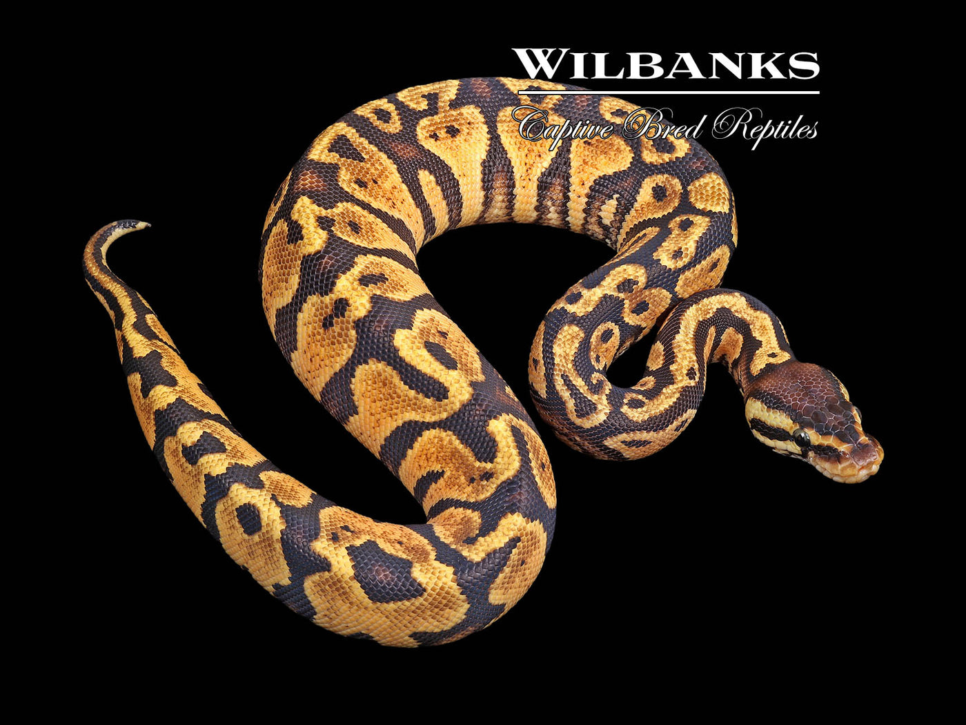 Pastel Yellow Belly 66% PH Axanthic (VPI) Ball Python ♀ '23