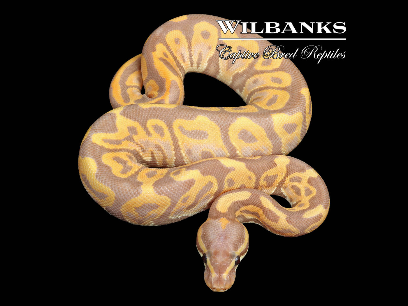 Banana Leopard Ball Python ♀ '23