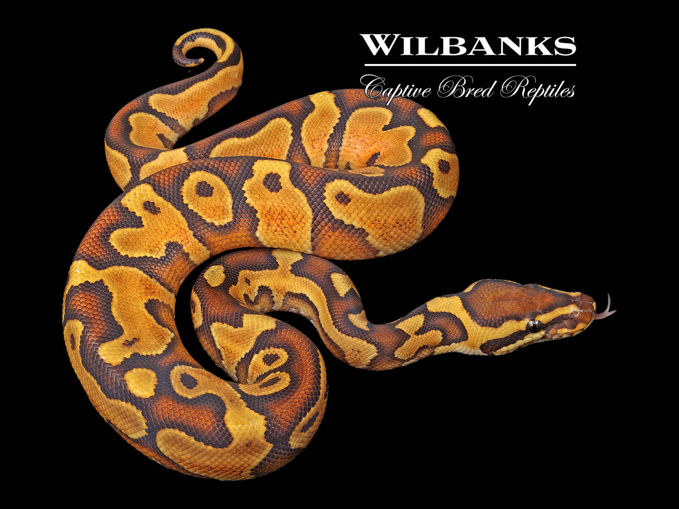 Orange Crush Enchi Yellow Belly Ball Python ♂ '23