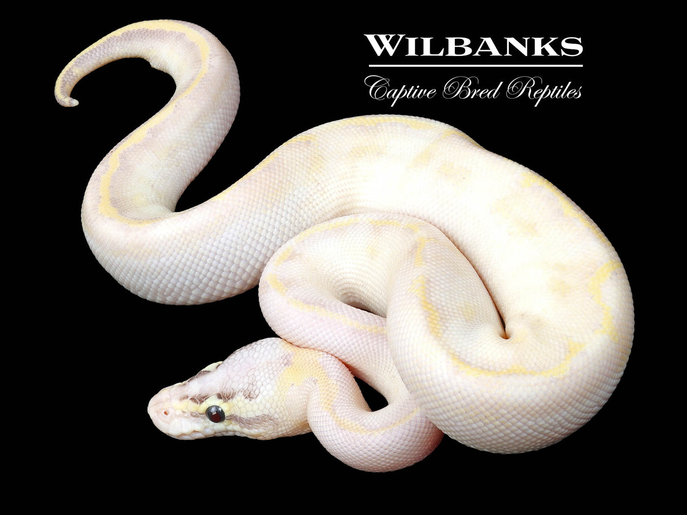 Pastel Ivory Ball Python ♂ '23