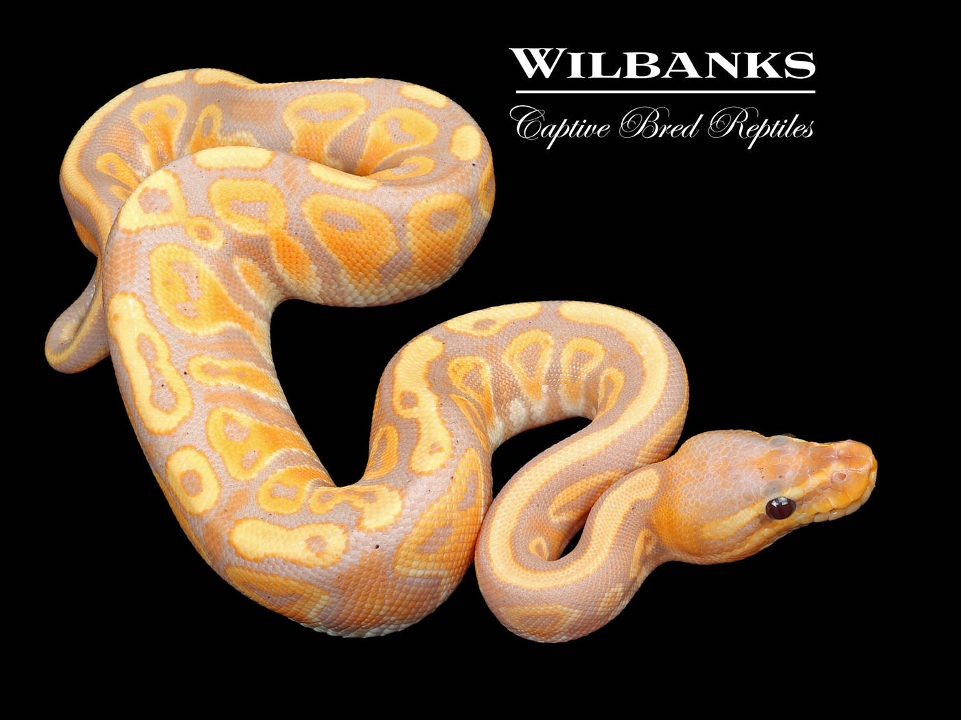 Banana Mahogany Ball Python ♂ '23